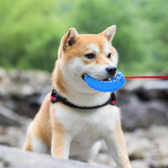 Cooling Dog Teething Chew Toy with Treat Holder