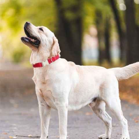 Reflective Nylon Dog Collar Adjustable Safety Pet Collar