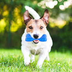 Cooling Dog Teething Chew Toy with Treat Holder